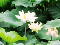 -龙潭水乡