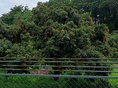 -东莞植物园