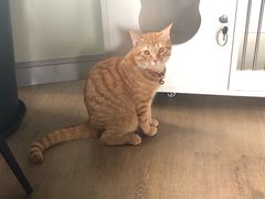 -东方名猫馆·英短金渐层布偶猫舍(环线广场1号楼店)