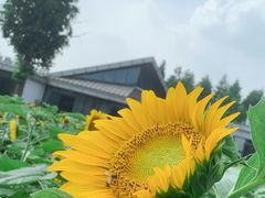 -田园东方蜜桃村的田野营地