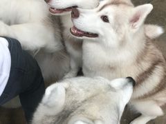 -TrueLove @ Neverland (Husky Cafe)