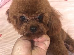 -康乐迪宠物店·洗护·美容·寄养(回龙观店)