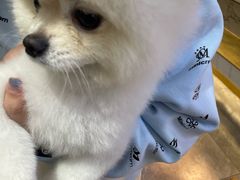-半岛听涛蒸汽海鲜自助(K11店)