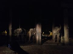 -清迈夜间动物园