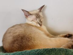 -Cappucimeow猫咪咖啡馆(韦伯时代店)