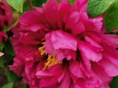 -龙华素斋(龙华路店)