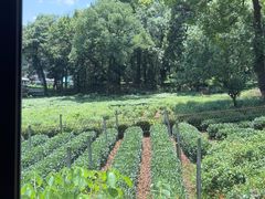 -野蔓果·山野菜(西湖景区·龙井茶田店)