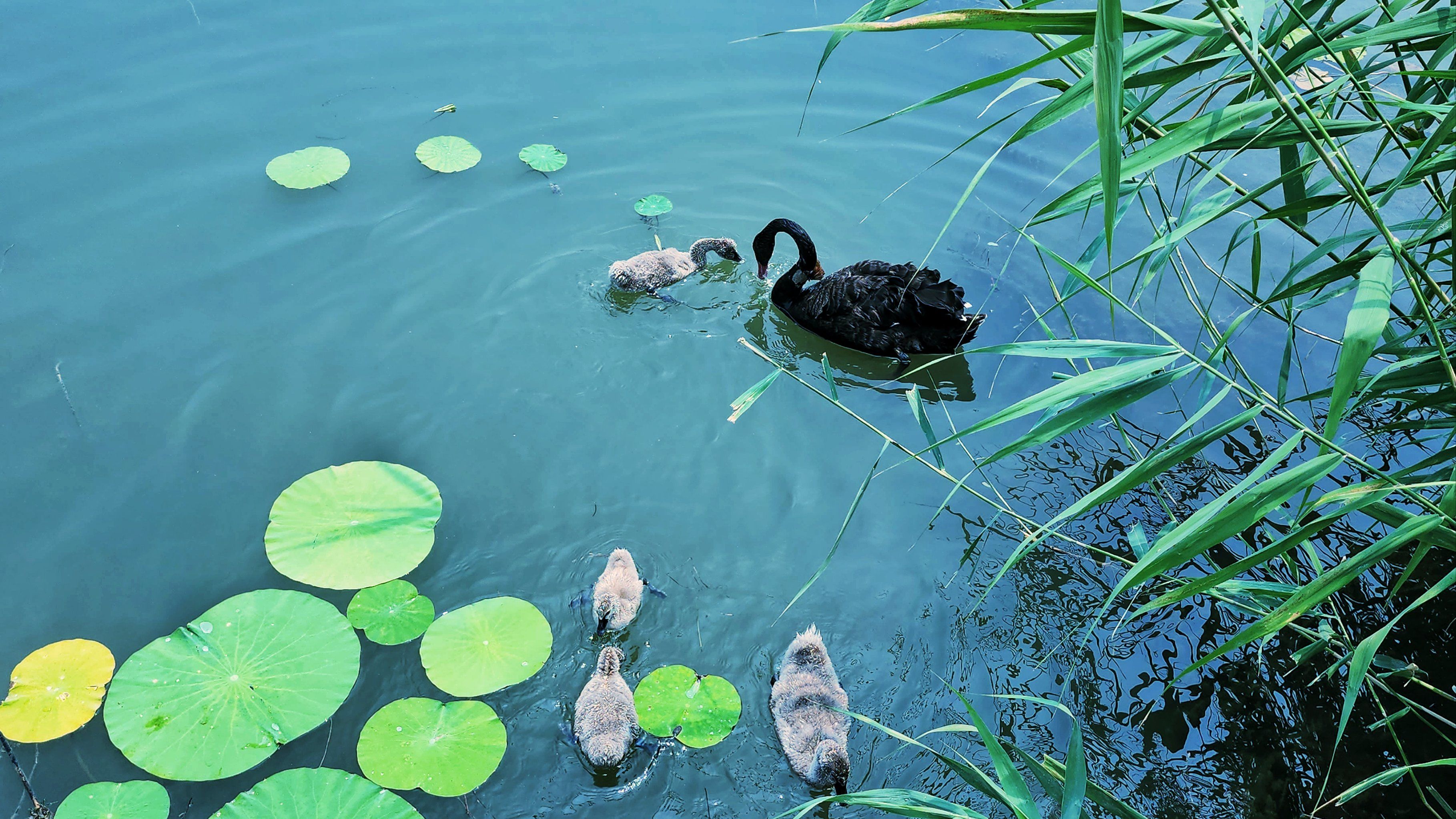 这个夏天遇到了黑天鹅一家