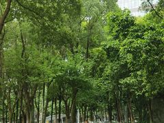 -重庆市江北嘴中央商务区中央公园