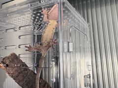 -酷以爬仙阁实体爬宠店·守宫·蜥蜴·专业繁育