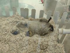 -怪兽屋·羊驼·猫咖·狗咖(俊华广场店)