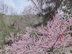 -天津盘山风景名胜区