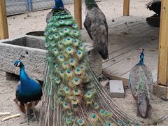 -长白岛森林公园