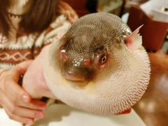 -肆月河豚·新淮扬(金融街店)