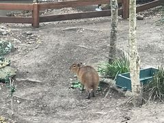 -可伦宾野生动物保护区