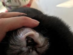-艾贝尔宠物医院·24H转诊中心·肿瘤猫专科(江宁双龙店)