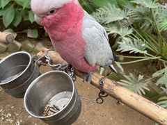 -南宫五洲植物乐园