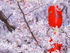 -古柏渡丰乐樱花园