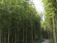 -黄海国家森林公园