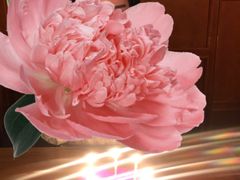 -PETIT PARIS 小巴黎(花园道店)