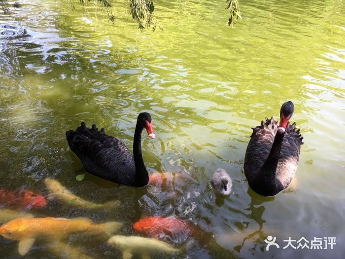 深圳野生动物园图片