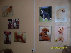 -A猫a狗全科·犬猫异宠·芥西宠物医院(南开总院)