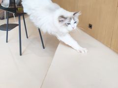 -飞行喵MR PILOT|猫舍·猫咖(静安大融城店)