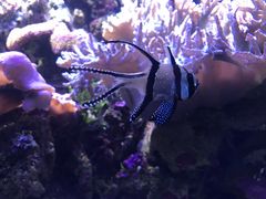 -悉尼海洋生物水族馆