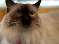 -有猫主题·治愈系猫咖(曾厝垵店)