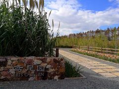 -上海长兴岛郊野公园