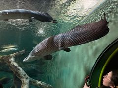 -上海海洋水族馆