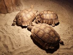 -绿色星球动物主题公园