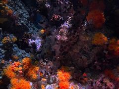 -新加坡海洋生态馆