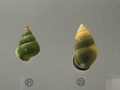 -青岛贝壳博物馆