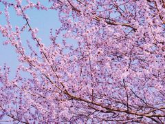 -桃花堤公园