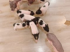 -浣熊柯尔鸭土拨鼠·电玩咖