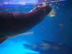-青岛海底世界-水族馆