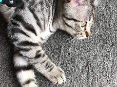 -喵店&猫咖