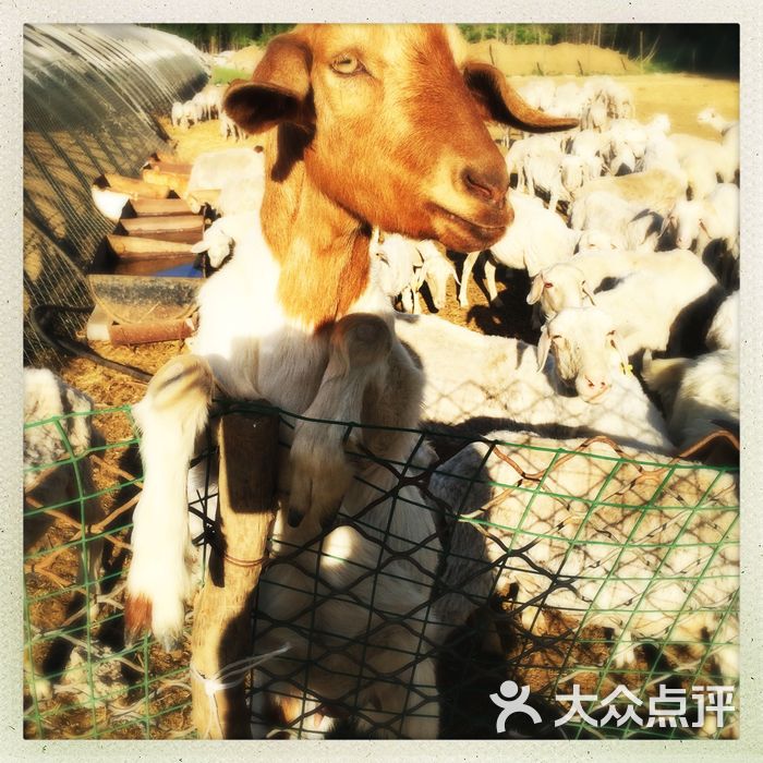 安妮农庄