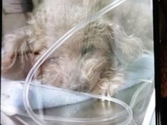 -美联众合动物医院·24h京西诊疗中心