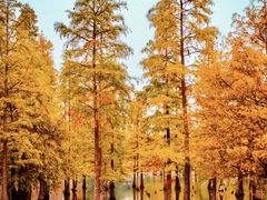 -白鹭湾湿地公园