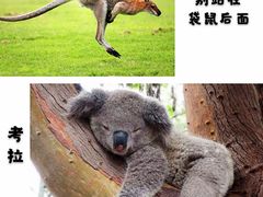 -黄金海岸
