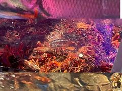 -二钳洞庭虾蟹·江湖菜(成都鹭岛店)