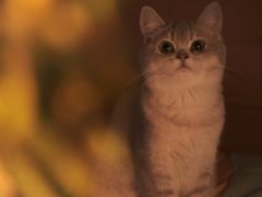 -lincat·猫舍(广州店)