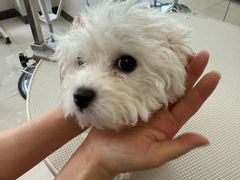 -北京观赏动物医院·24小时大型综合·猫专科·异宠专科