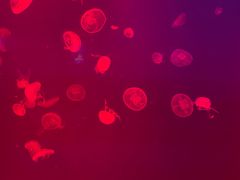 -福州罗源湾海洋世界旅游区