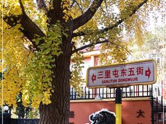 -三里屯东五街银杏大道