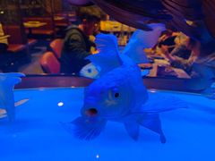 -黄鱼炙夜(华家池店)