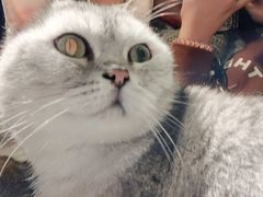 -猫儿山۰猫主题餐厅