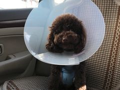 -北京赛佳动物医院